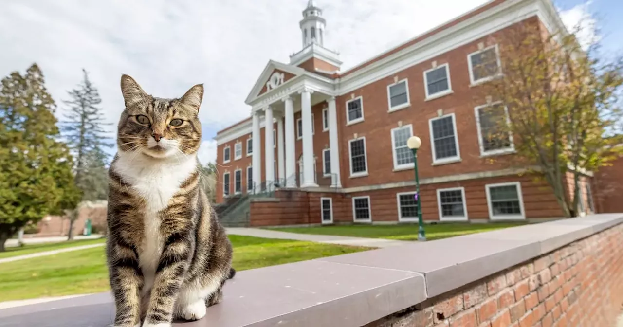 Universidad de EEUU otorga a un gato un doctorado honorífico