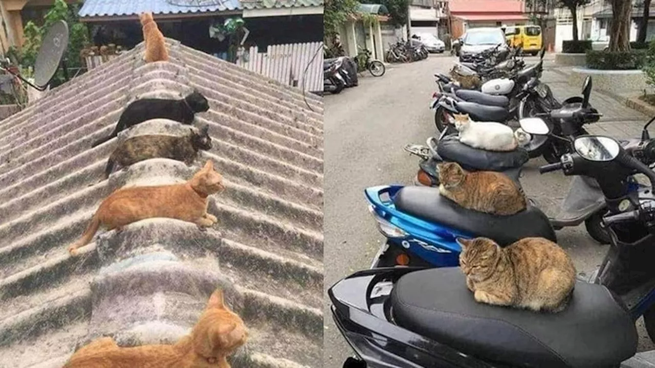 10 Potret Lucu Kucing Lagi Kumpul, Bak Bocah Nongkrong Bareng