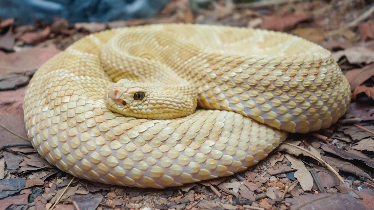 Snake Island: The isle writhing with vipers where only Brazilian military and scientists are allowed