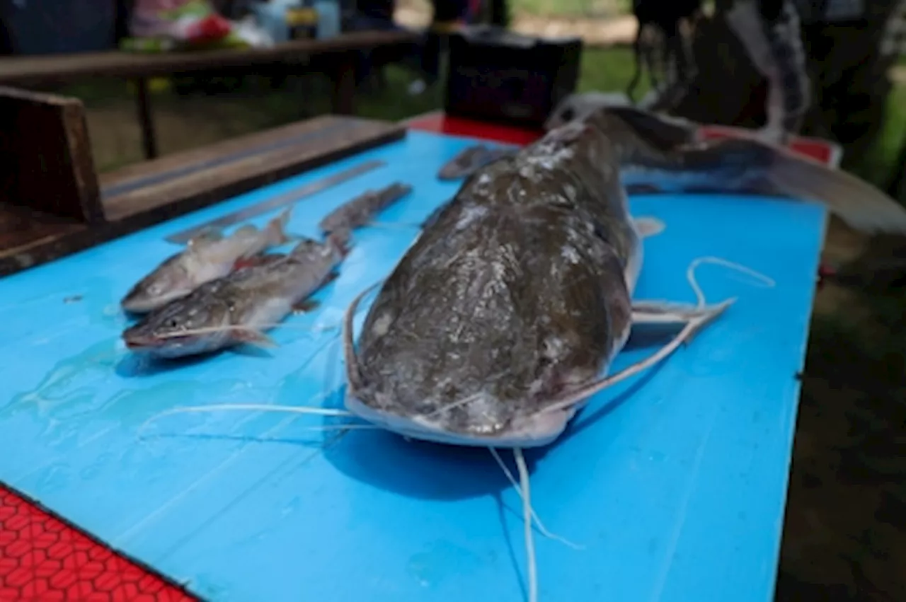 Fisheries Dept: Ecosystem of several Selangor rivers threatened by presence of invasive fish species