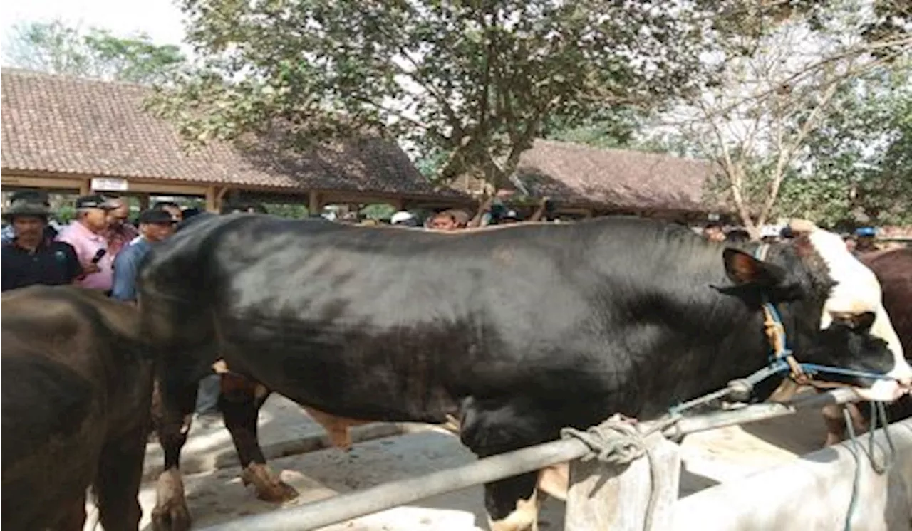 Jelang Idul Adha, Sleman Kekurangan Ribuan Ekor Ternak