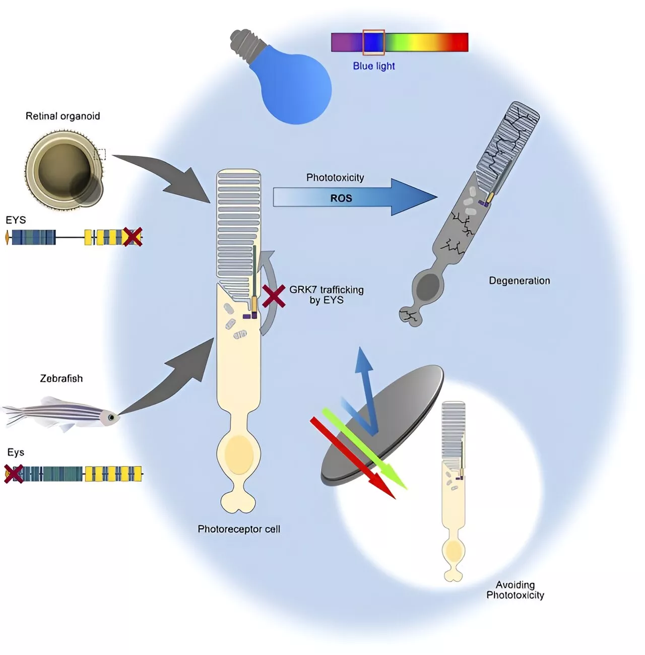 Limiting certain light exposure has potential to prevent inherited retinal dystrophy