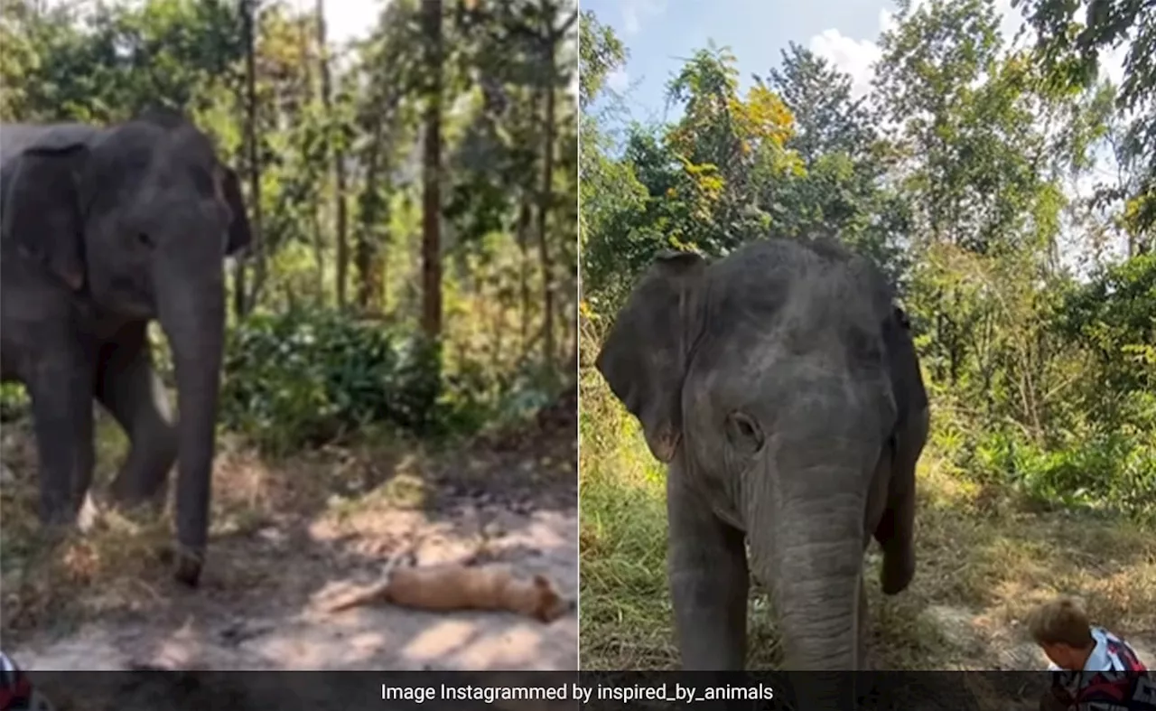 हाथी के पैरों से गलती से टकरा गया ज़मीन पर सो रहा कुत्ता, फिर हाथी ने जो किया, Video ने जीता लोगों का दिल