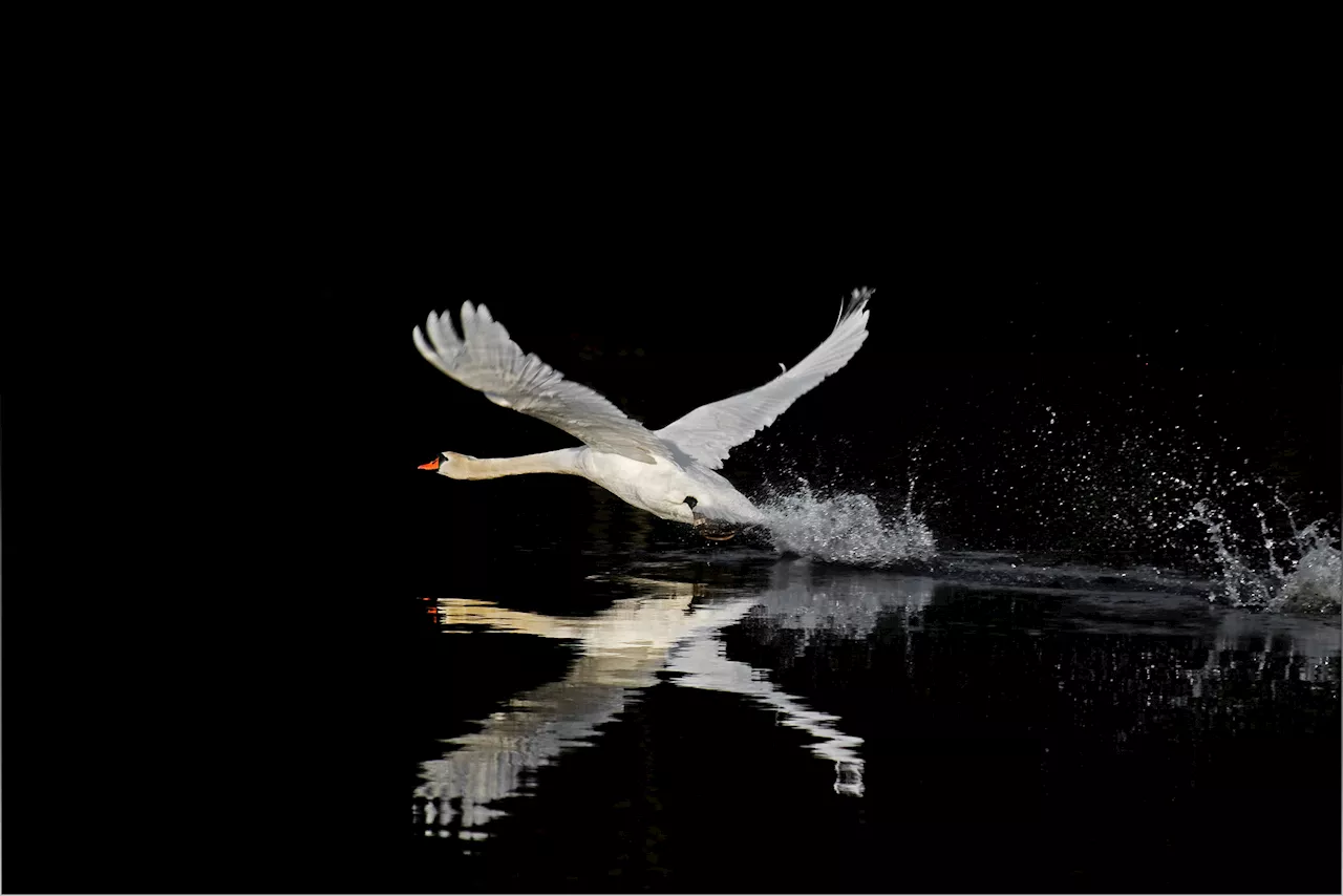 2 swans found dead, apparently shot, in Westford, police say