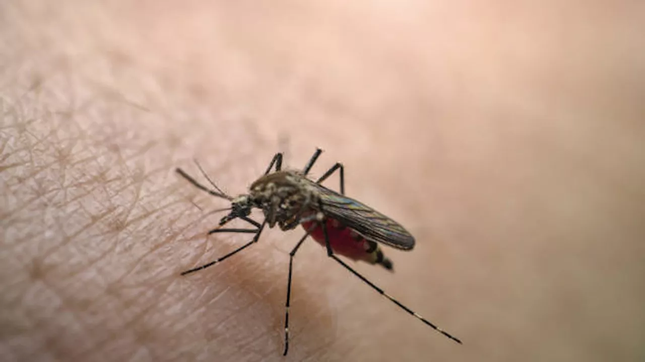 West Nile virus found in mosquitoes after recent rainfall in San Antonio