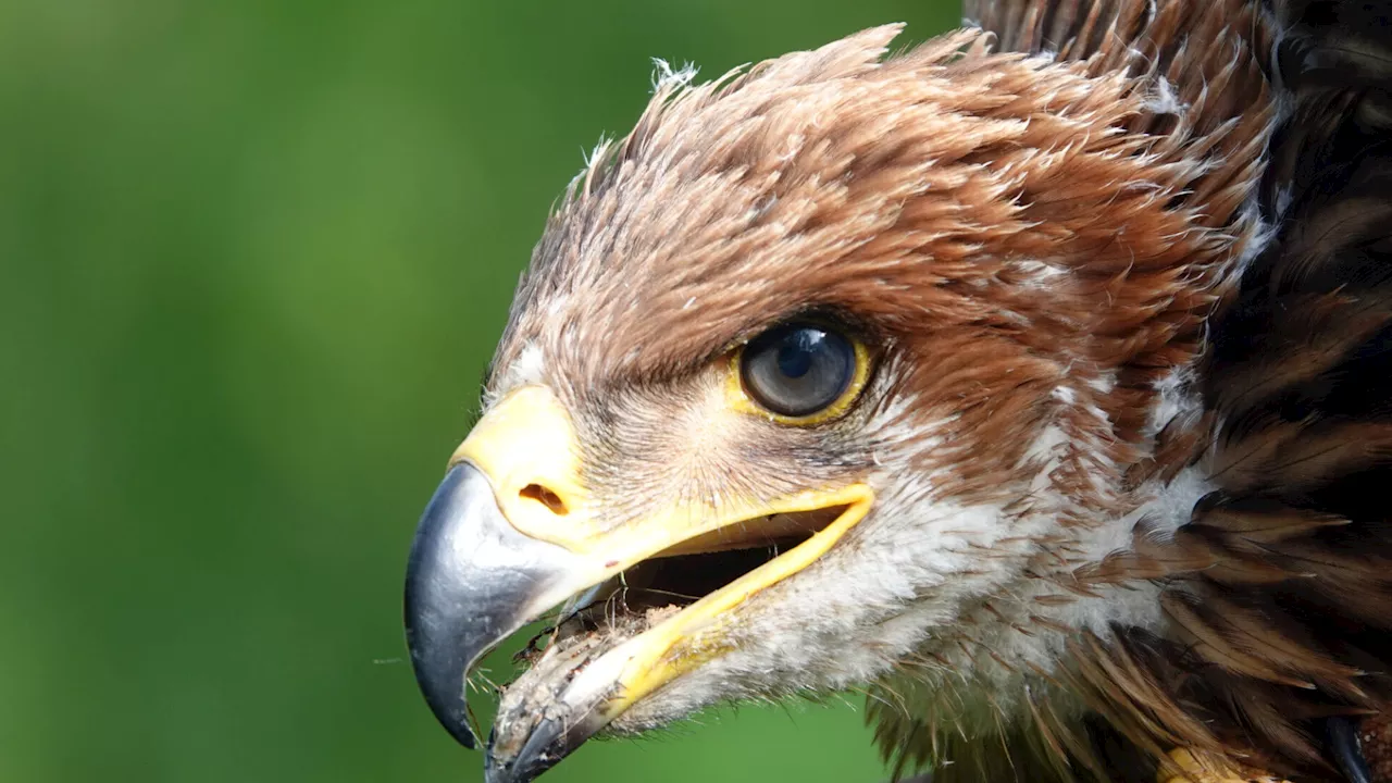 Korneuburger Kaiseradler wurde in Tschechien vergiftet