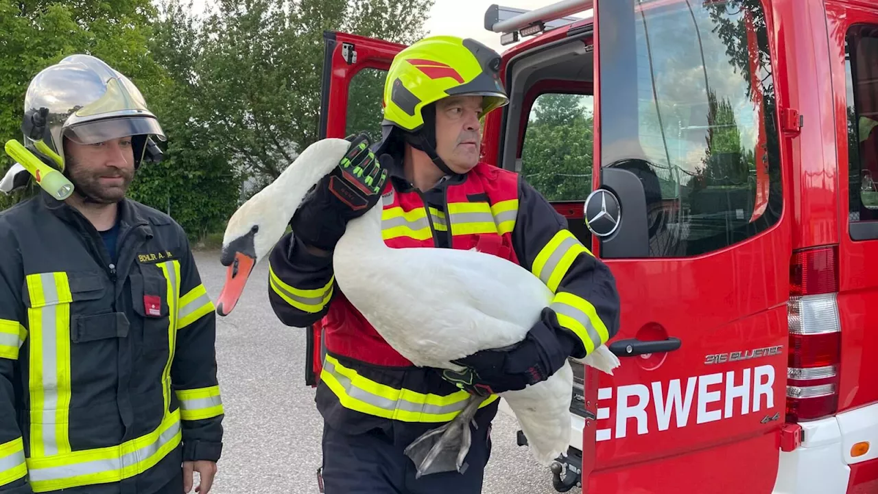 Verletzter Schwan von Baustelle auf Donaubrücke gerettet