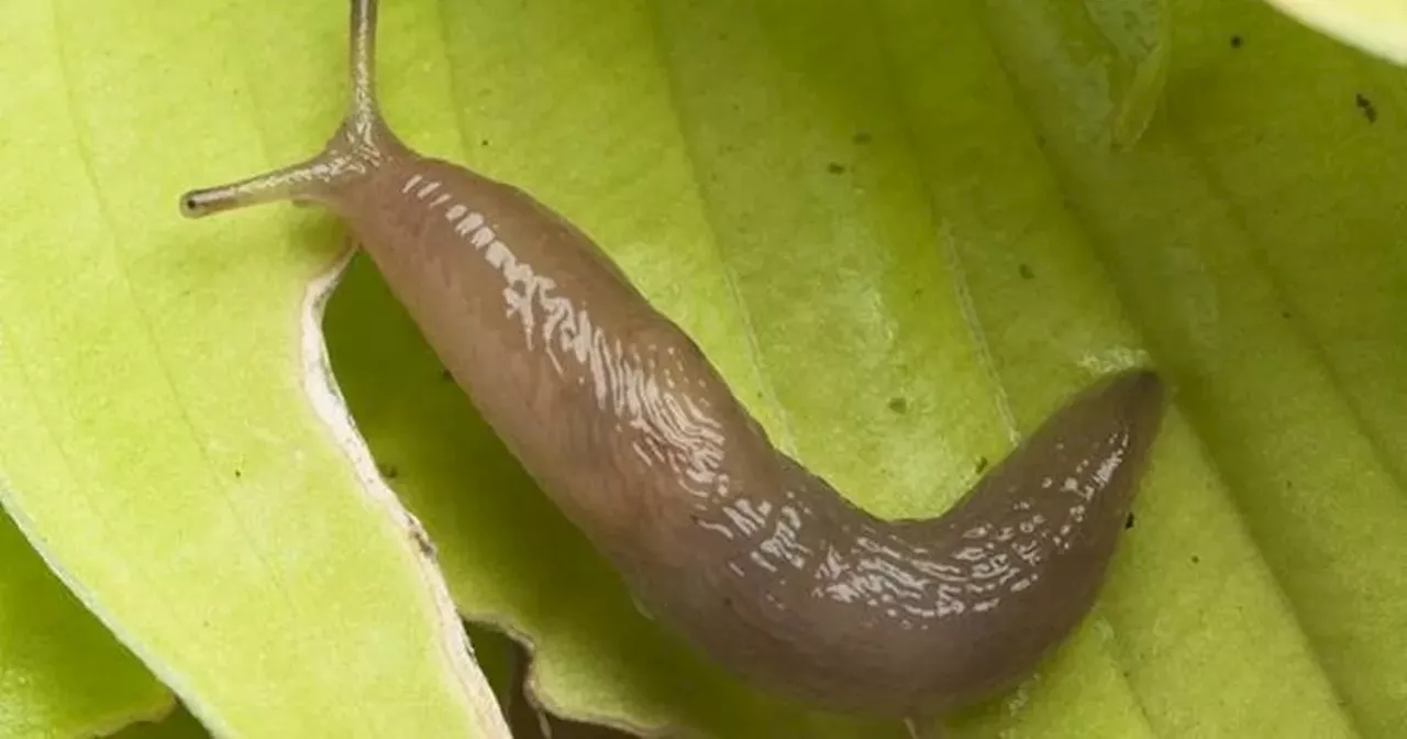 Gardener shares £5 trick to keep slugs away from plants using just two items