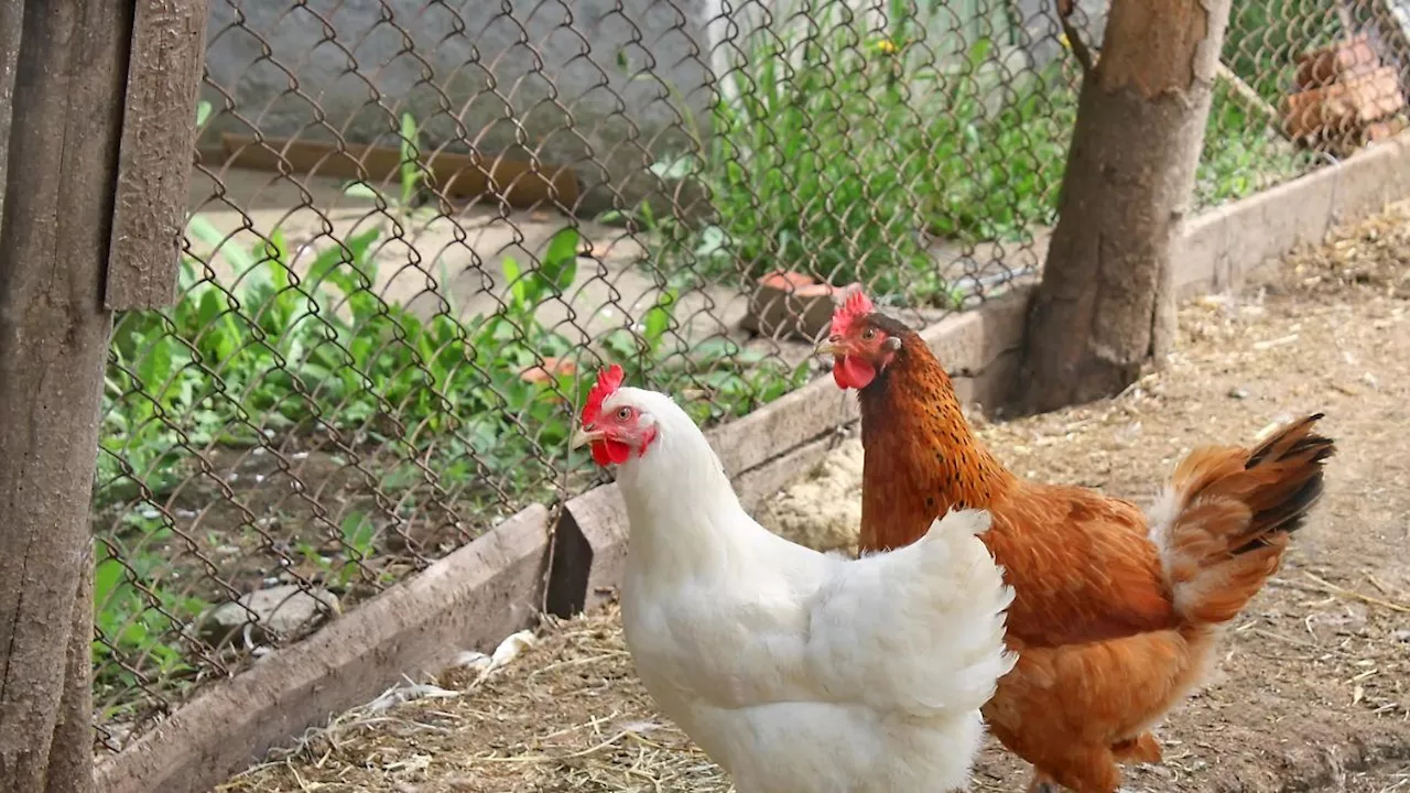 Gehege-Einbruch in Duisburg: Grundschulkinder quälen Ziegen und töten Huhn