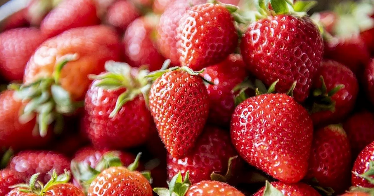 Erdbeeren selbst pflücken: Alle Erdbeerhöfe im Kreis Minden-Lübbecke im Überblick