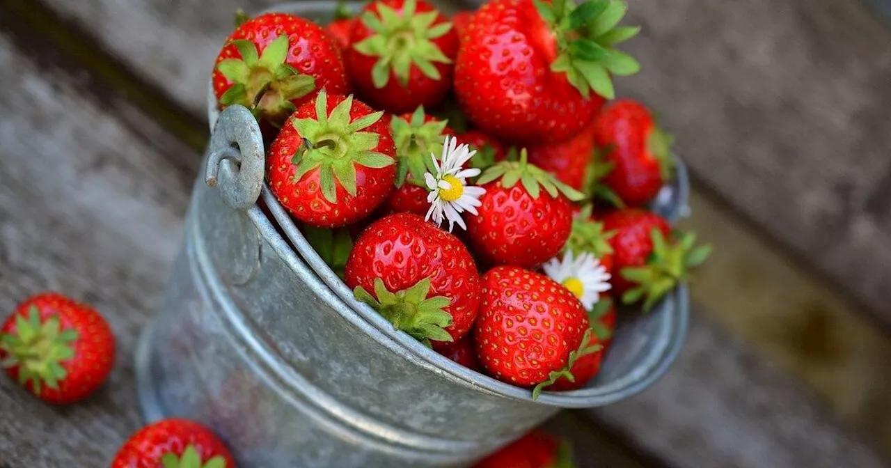 Erdbeeren selbst pflücken: Alle Erdbeerhöfe im Kreis Herford im Überblick