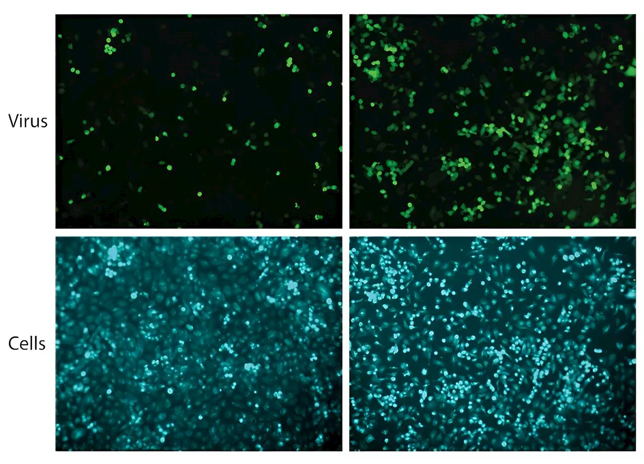 Bacterial proteins shed light on antiviral immunity