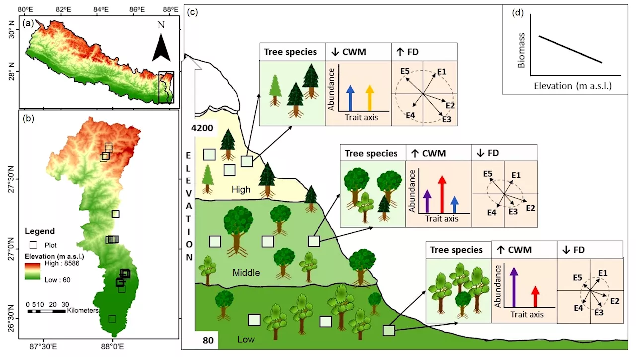 Linking leaf elemental traits to biomass across forest biomes in the Himalayas