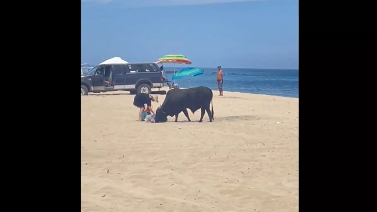 Un toro embiste a una mujer en una playa de Los Cabos (Video)