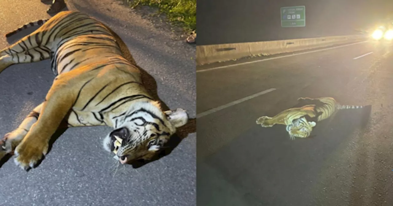 Harimau Belang Maut Dirempuh Kereta Di LPT