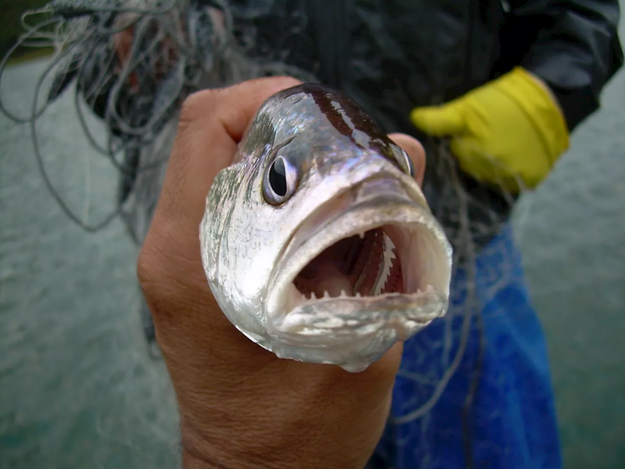 Silver Shadows: The Quiet Conquest of São Paulo’s Waters by an Amazon Invader