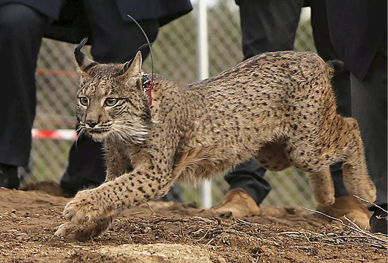 Mais de dois mil linces ibéricos em Portugal e Espanha