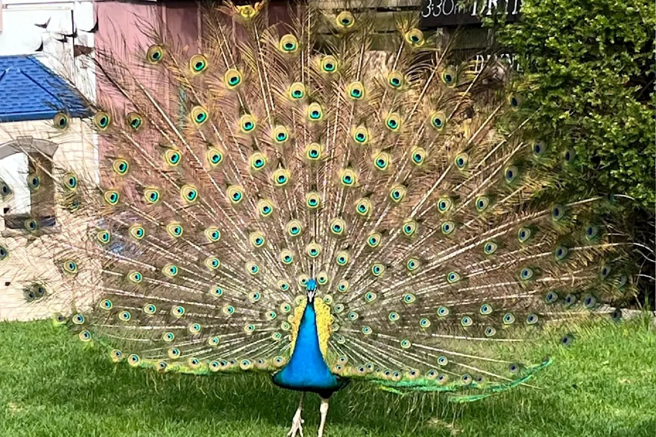 BEYOND LOCAL: Peacock sightings have Glen Williams locals flocking to social media