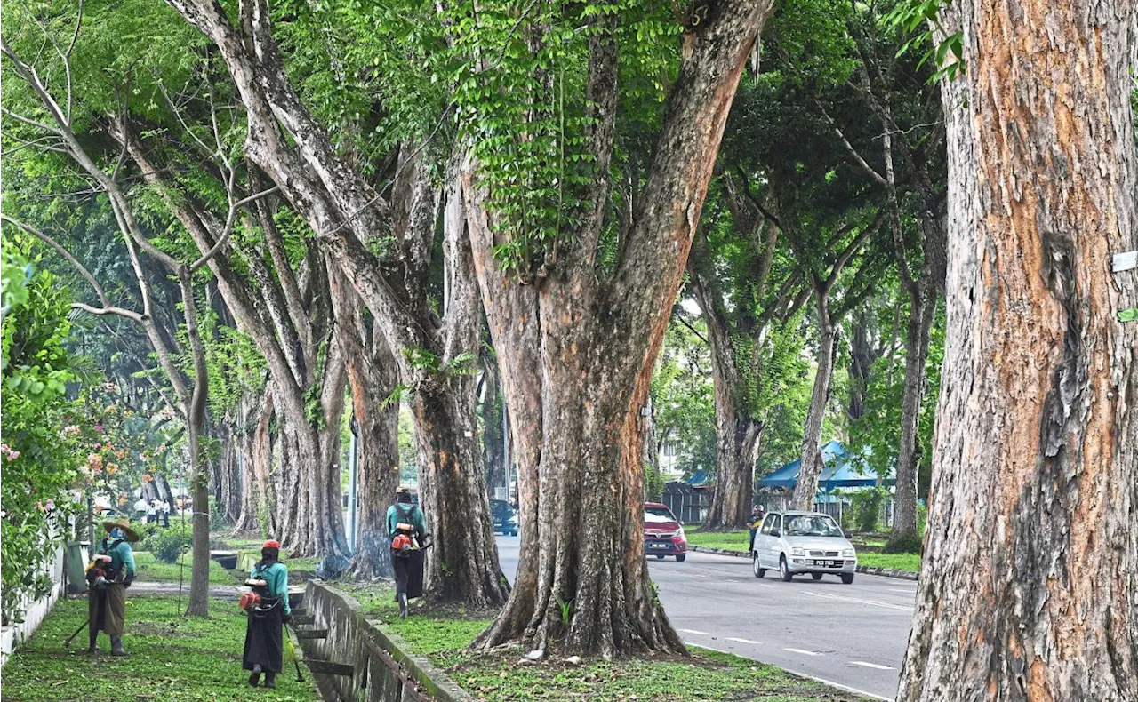 Don’t go on tree-felling spree, eco warriors tell authorities