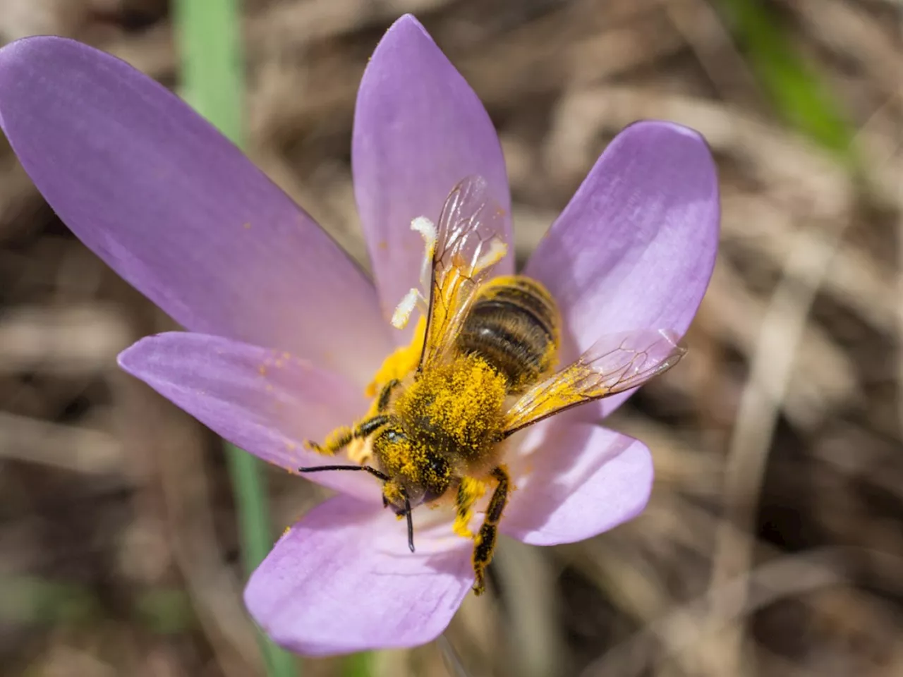 Fast die Hälfte der einheimischen Wildbienen ist gefährdet