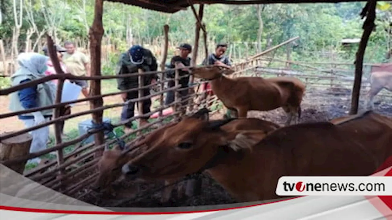 Jelang Idul Adha 1445 H, Hewan Kurban Sultra Stoknya Mencukupi