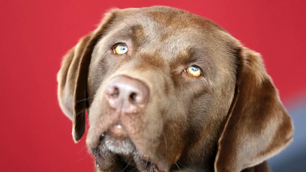 Polizei rettet Hund von Autobahn in Velbert