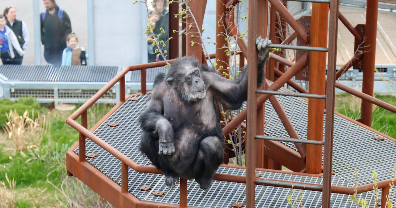 New chimpanzee complex opens at Indianapolis Zoo on Memorial Day Weekend