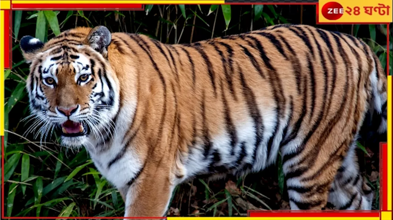 Tiger Eats Man: সাবধান! ব্যস্ত শহরে বাঘে খেল মানুষ, রেড অ্যালার্ট জারি...