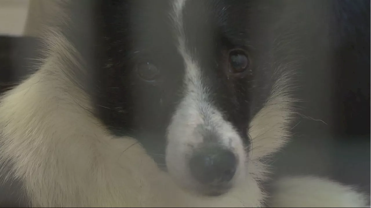 Lollypop Farm awarded custody of most of 120 dogs rescued from Rochester home