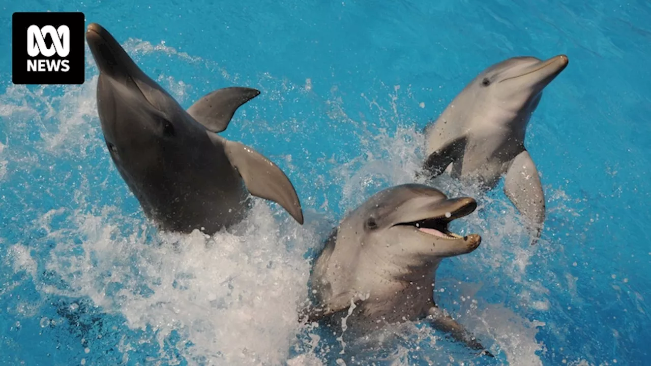 Plans for Coffs Harbour sea pen scrapped, captive dolphins to remain in sanctuary