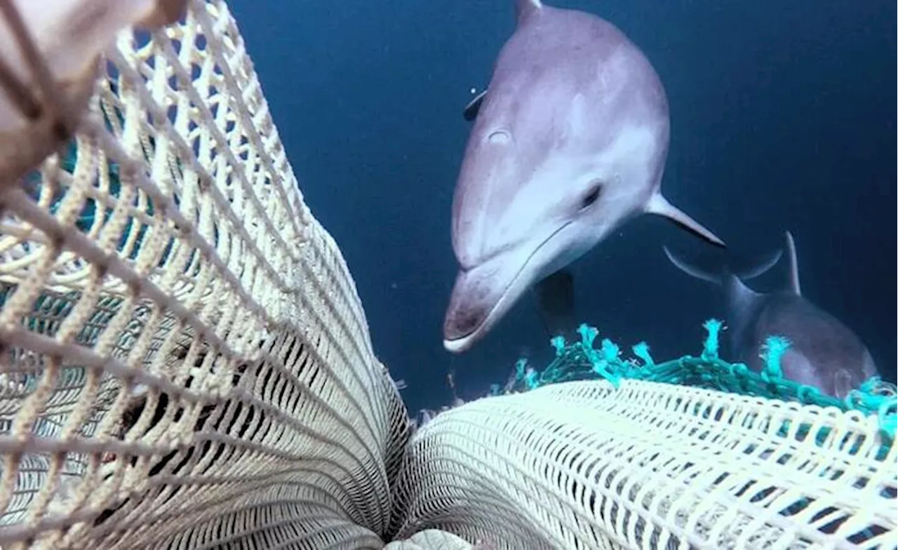 Watching Delphin, conoscerli e proteggerli meglio aiuta la convivenza