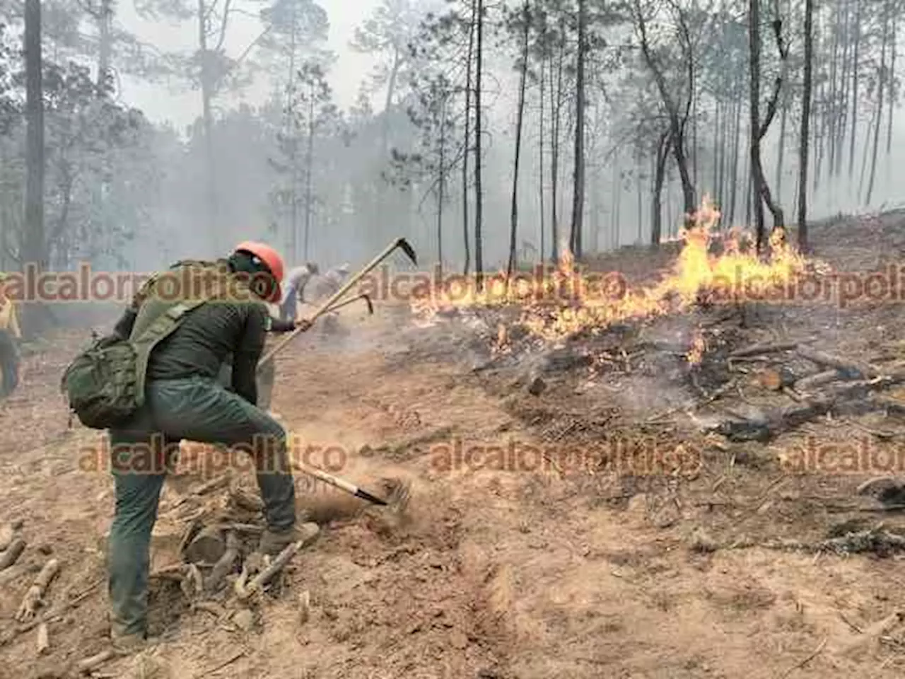 Veracruz, entre las 8 entidades más afectadas por incendios forestales