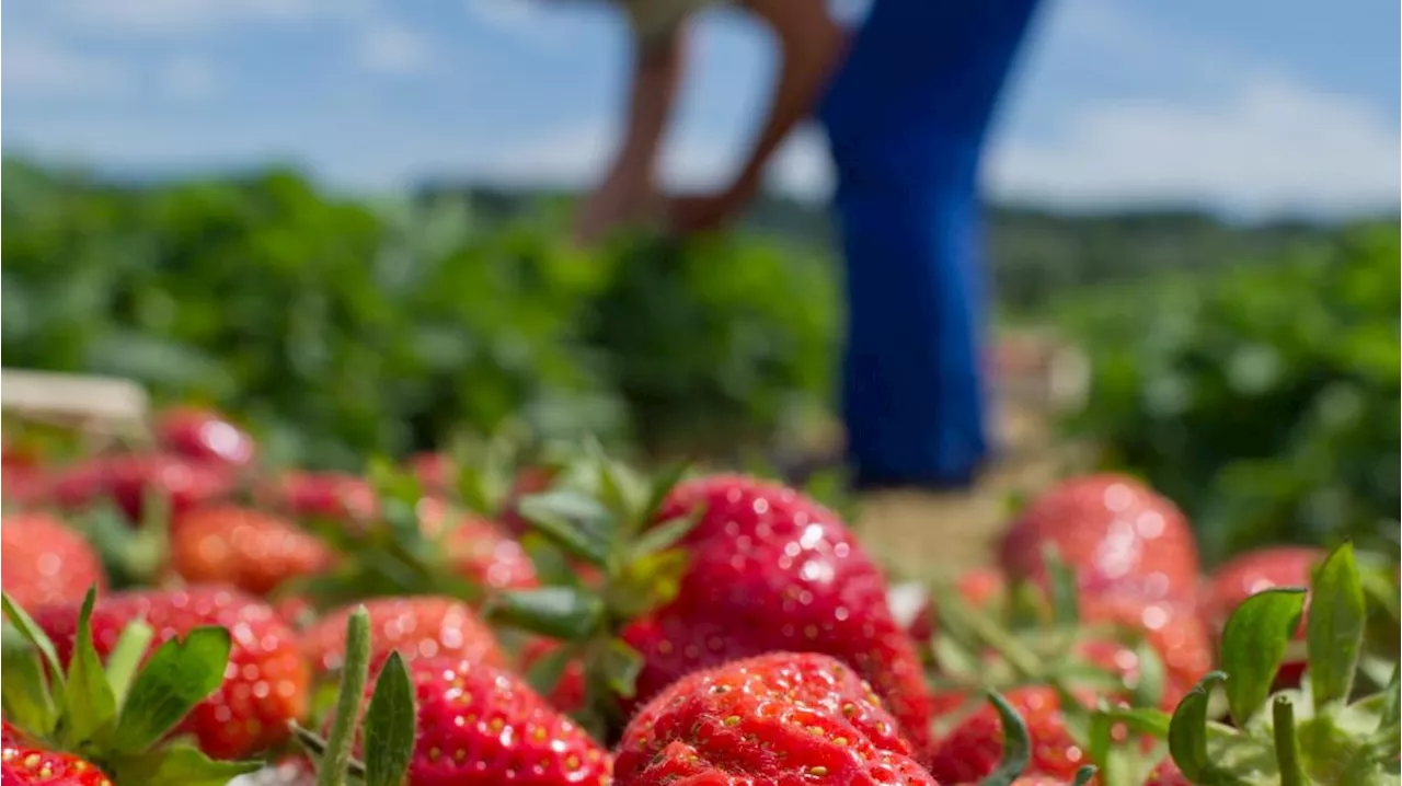 Erdbeeren selbst pflücken: Diese Felder gibt's im Raum Augsburg