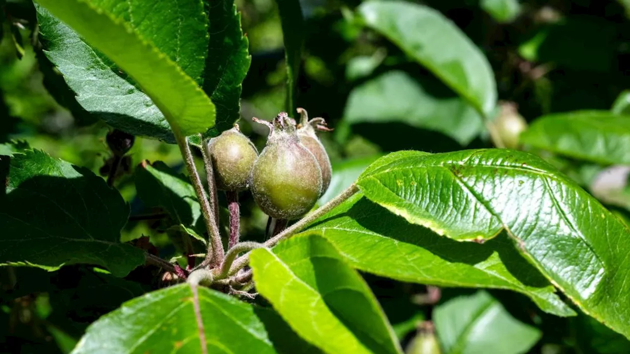 Frühe Obstblüte könnte Apfelernte schmälern