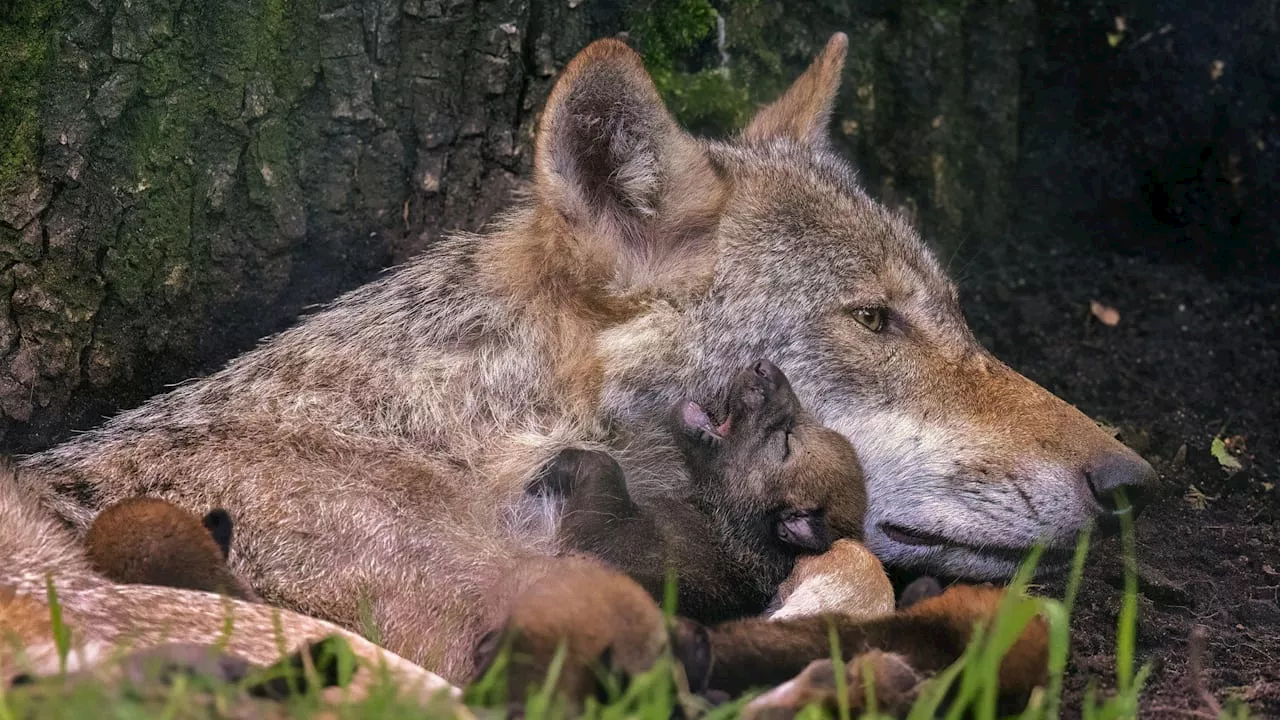 Wildpark Hanau: Wer ist der Vater der süßen Wolfs–Welpen?