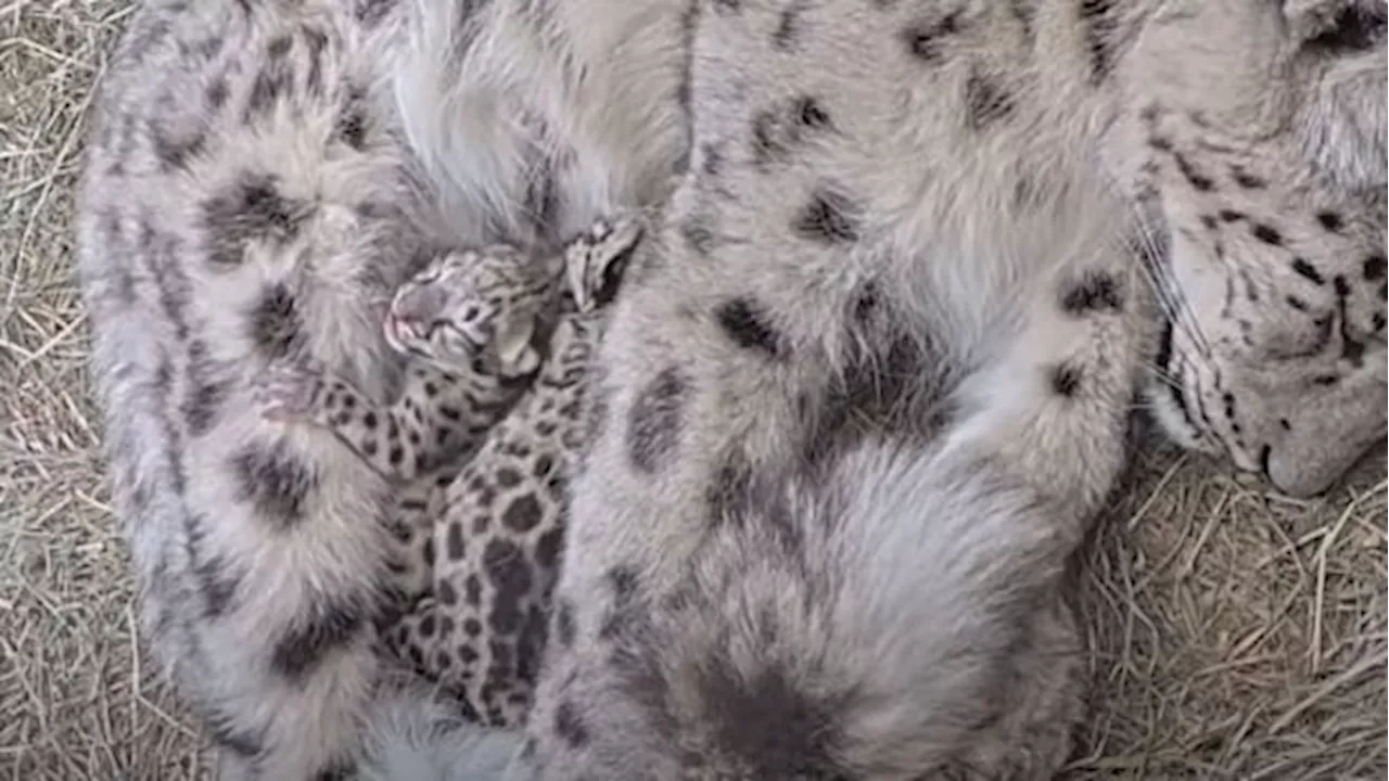 Snow leopard gives birth to 2 'little snowballs' at Toronto Zoo