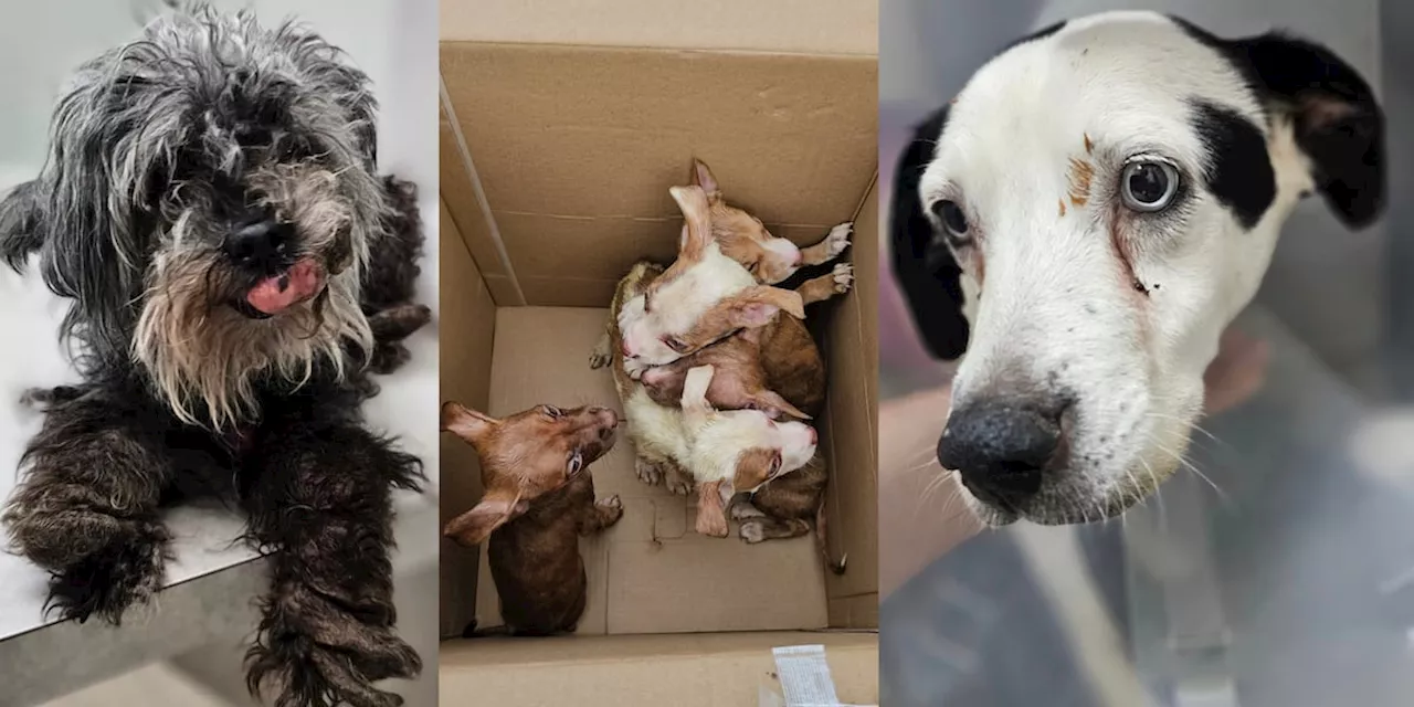 Northeast Ohio shelter takes in 7 neglected dogs abandoned within in 3 days