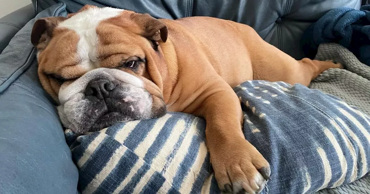 Scots woman issues warning after dog put to sleep hours after trip to park