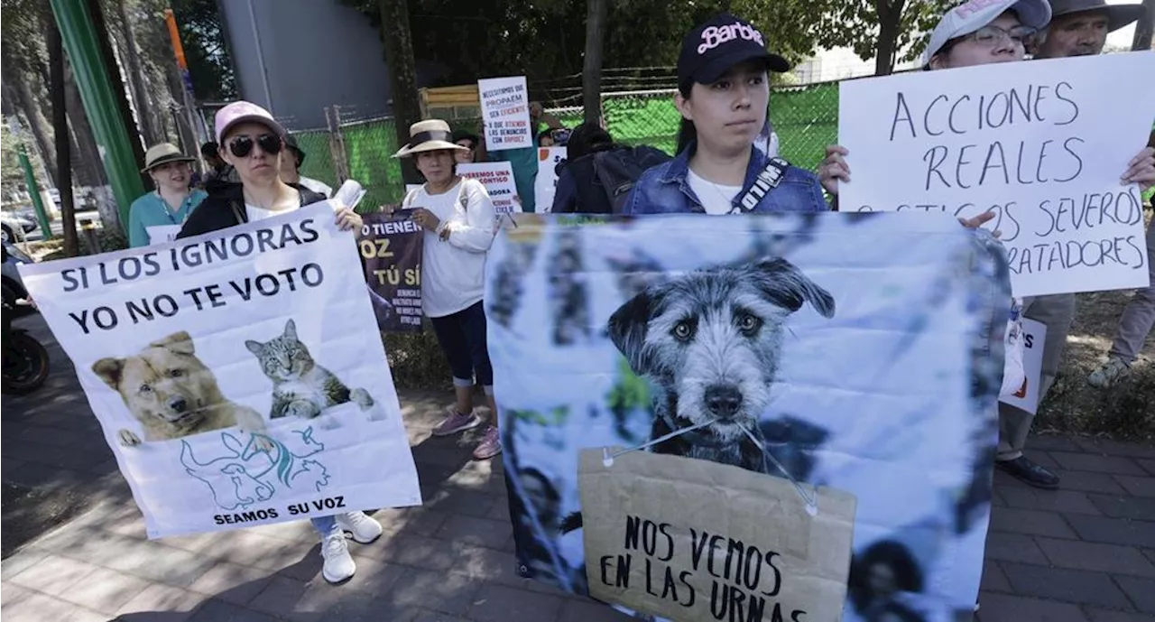 Activistas exigen a las autoridades del Estado de México más acciones para evitar el maltrato animal