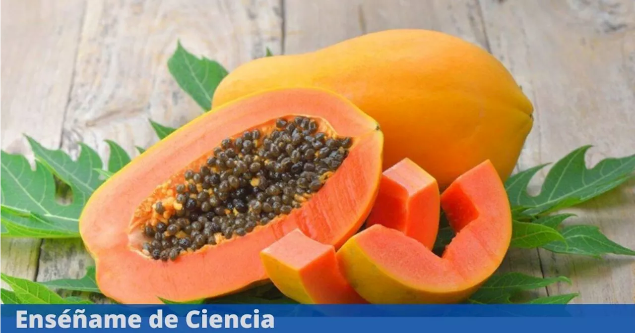 Estos son los beneficios para la salud consumir papaya regularmente