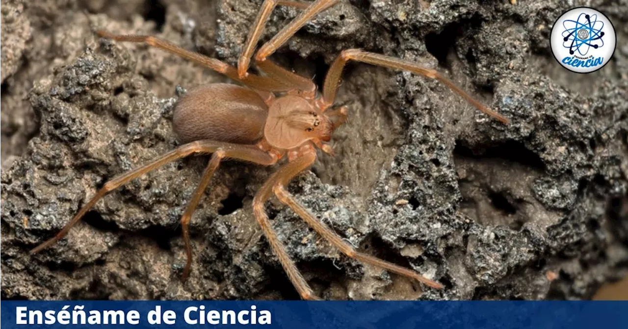 Temporada de araña violinista: descubre cuáles son los estados donde más se encuentra