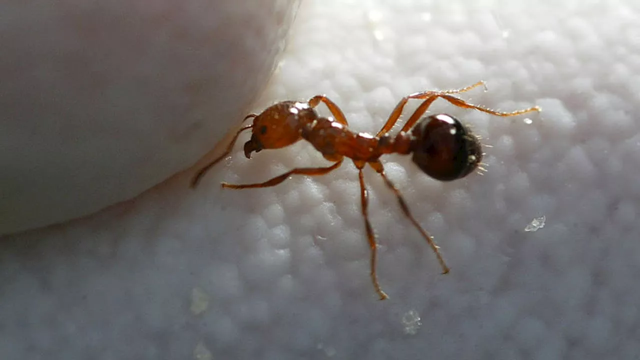 What can we learn from fire ants? Maybe a lot