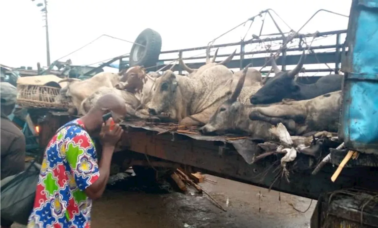 Seven injured, cows die in Lagos-Ibadan expressway multiple accident