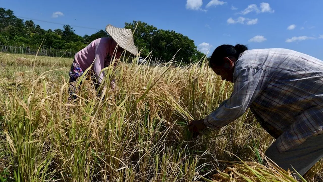 Irigasi Tetes dan Tanaman Pangan Lokal, Strategi Petani NTT Cegah Gagal Panen