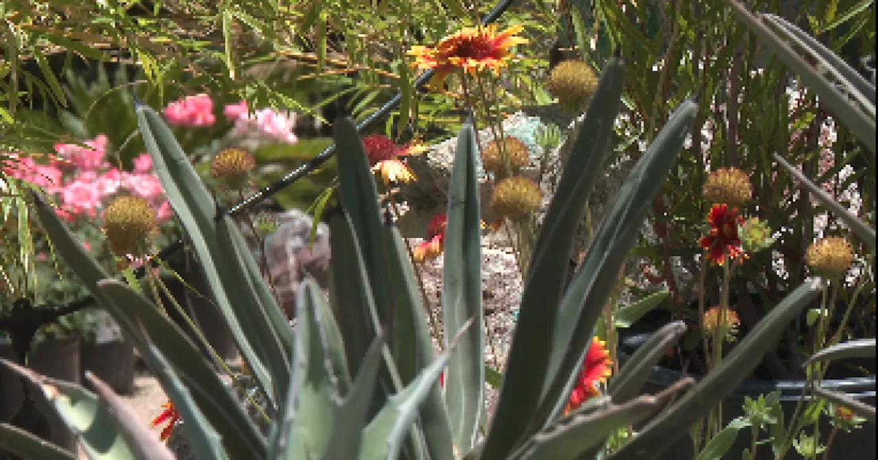 Stay Off the Grass: Tucson Water to offer incentives for switching to desert landscaping