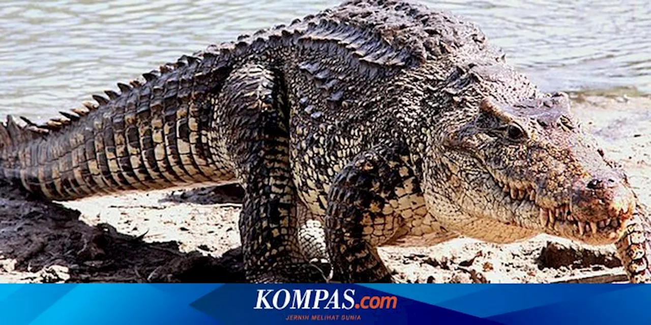 Mengenal Buaya Kuba, Predator Berlapis 'Baja' yang Terancam Punah