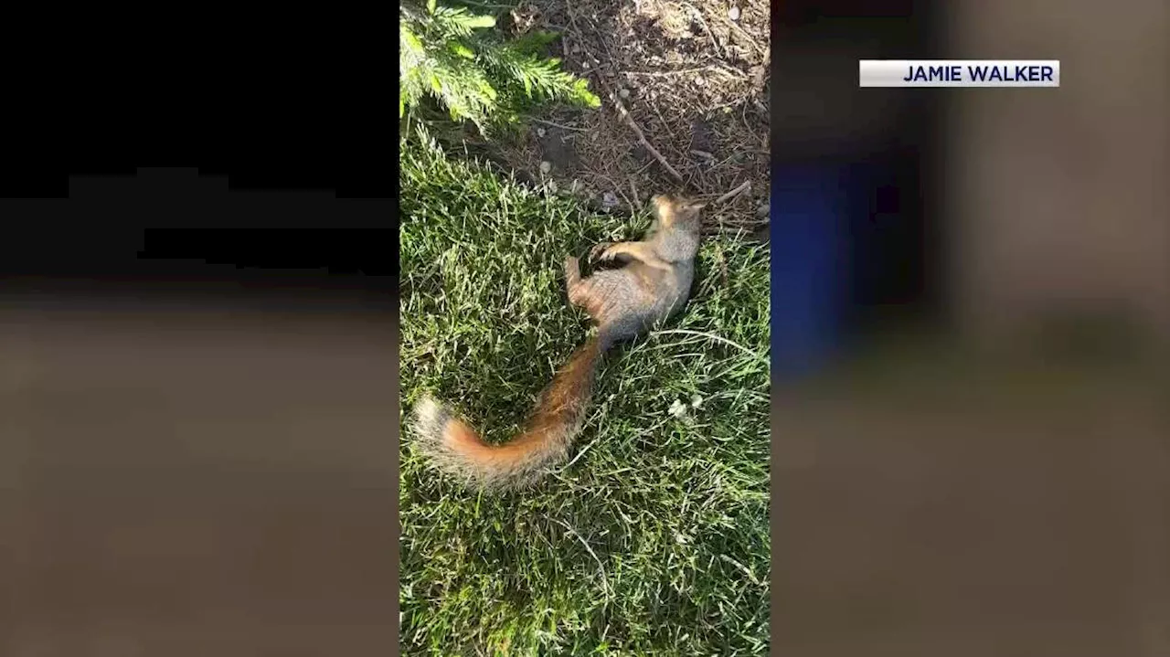 Dead foxes and squirrels puzzle Millcreek neighborhood