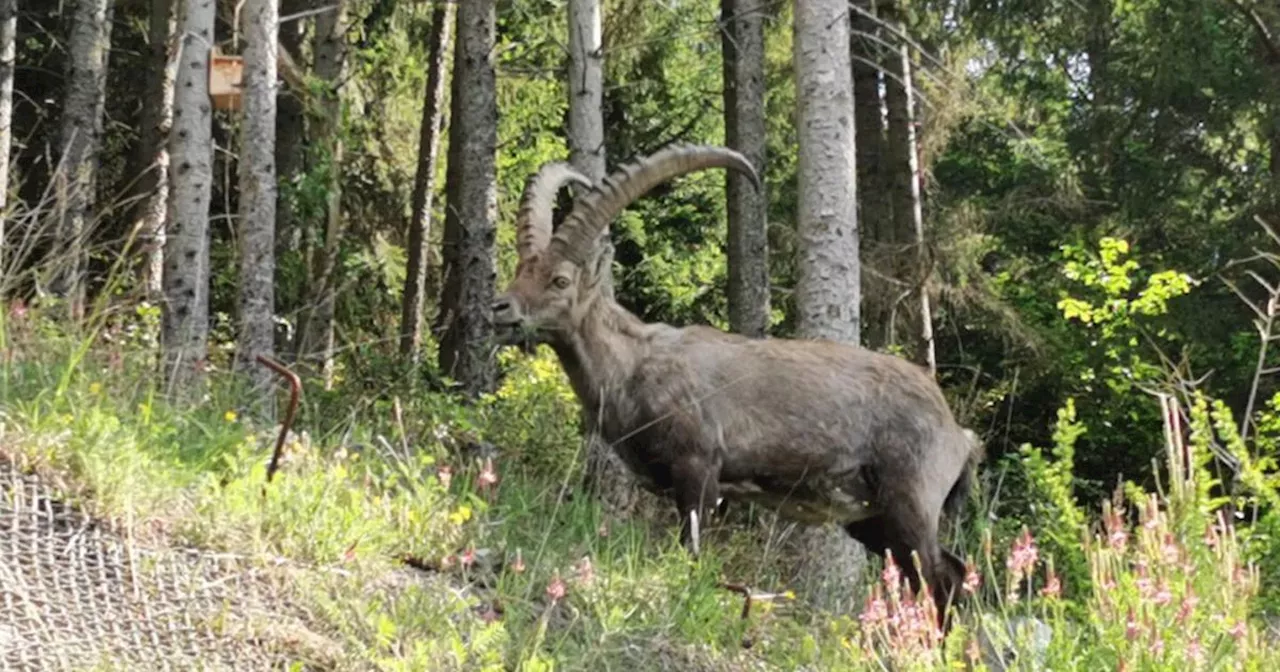 Ungewöhnlicher Besuch: Plötzlich stand ein Steinbock im Garten