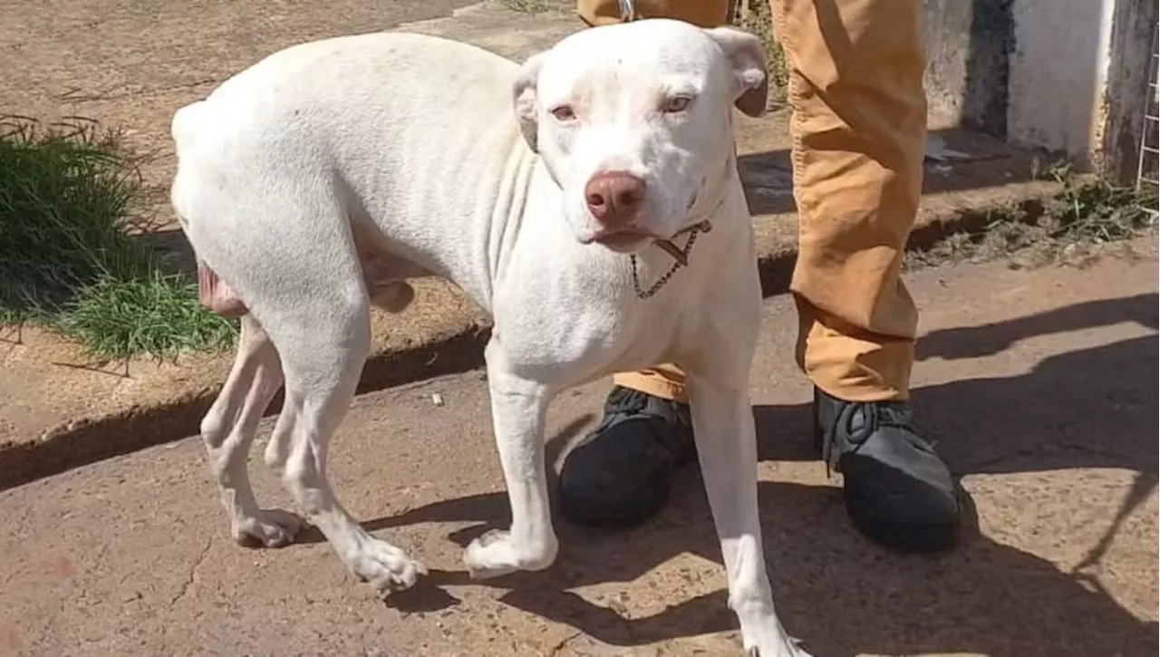 La storia di Thor, il cane salva la famiglia da un incendio per poi sparire nel nulla