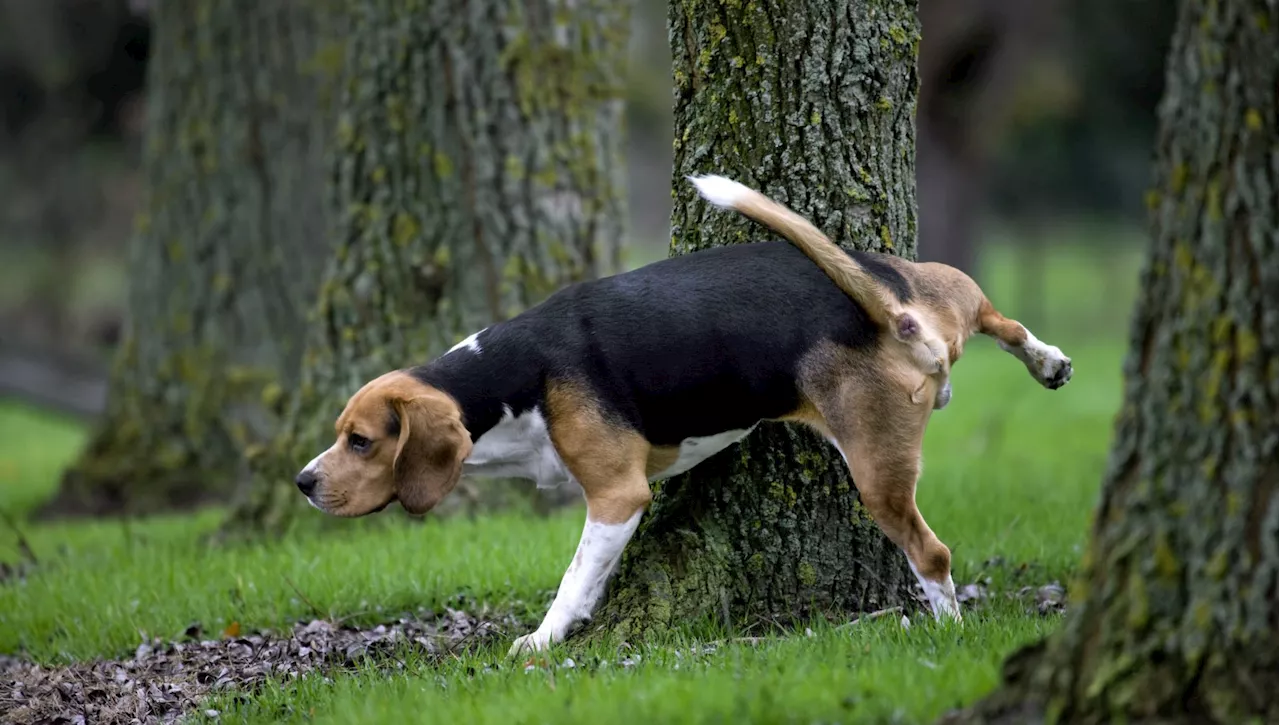 Perché il mio cane fa così tanta pipì?